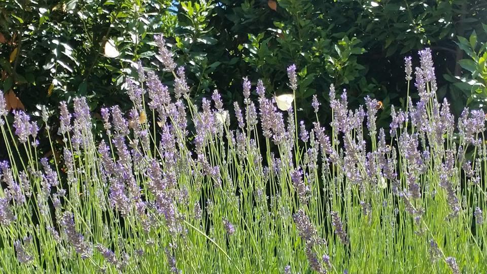בית הארחה Capodacqua  	Casa Zia Cianetta Residenza Di Campagna מראה חיצוני תמונה